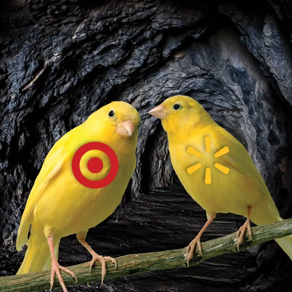 LewisR Canaries